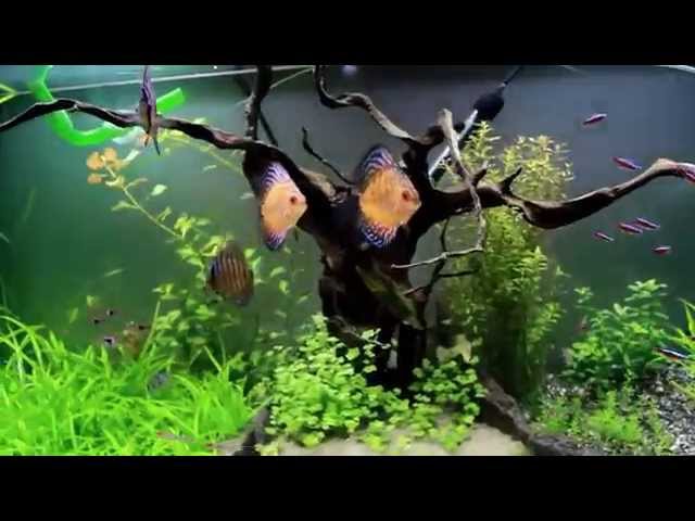 Planted Discus Fish Aquarium