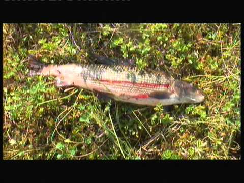 download lagu mp3 mp4 Lars Monsen Finland, download lagu Lars Monsen Finland gratis, unduh video klip Lars Monsen Finland