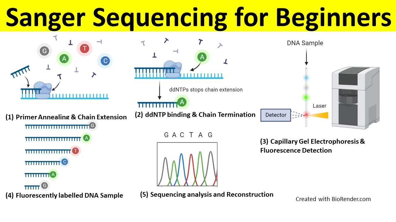 Sanger Sequencing Method | Principle, Steps, and Application  |