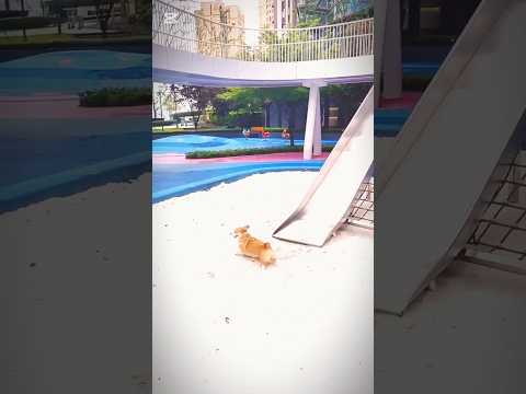 यह कुत्ता बहुत फिसलन भरा है. ❤️😊This dog is very slippery.❤️😊#viralvideo #shortvideo #dog