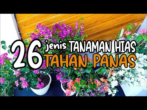 , title : '26 JENIS TANAMAN HIAS  TAHAN PANAS | 26 TYPES OF HEAT RESISTANT ORNAMENTAL PLANTS (PART 1)'