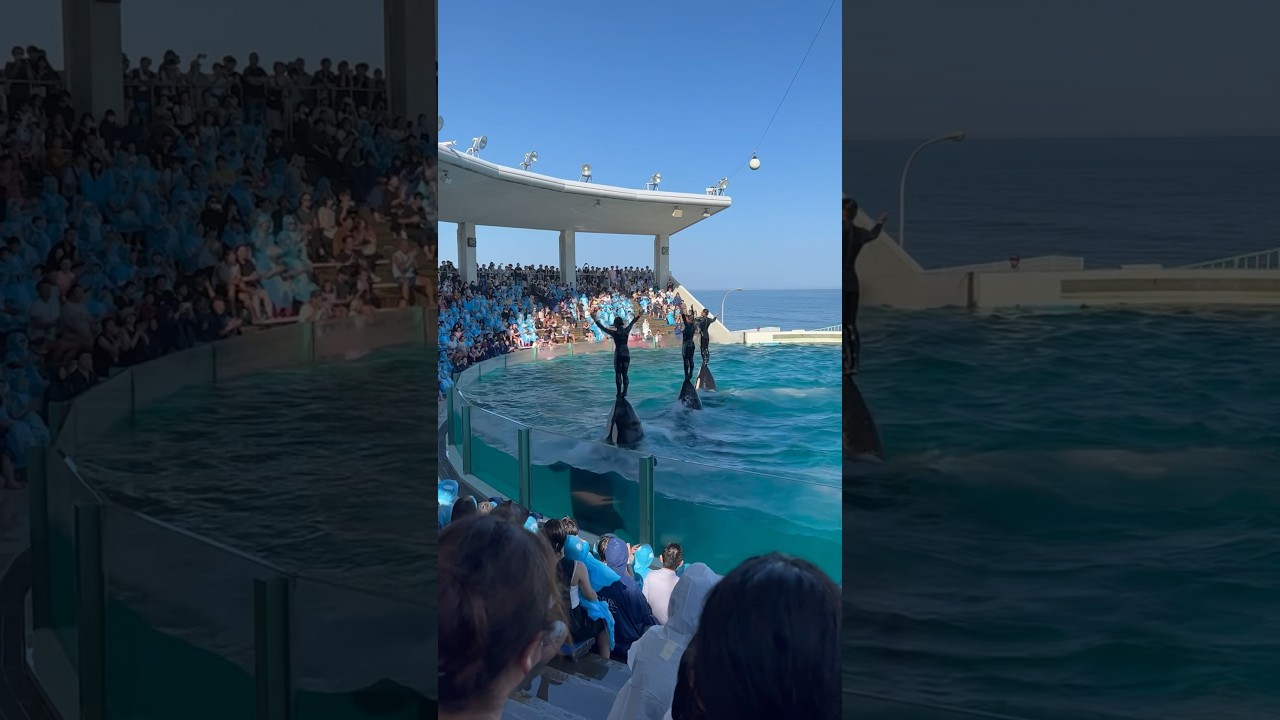 自由なランちゃん #最後だけ #鴨シー #シャチ #orca #killerwhale