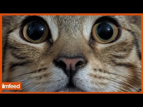 Locals in Turkey Go Out of Their Way to Help Stray Animals