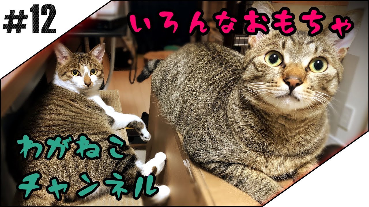 #12【吾輩】色んなおもちゃ【猫】