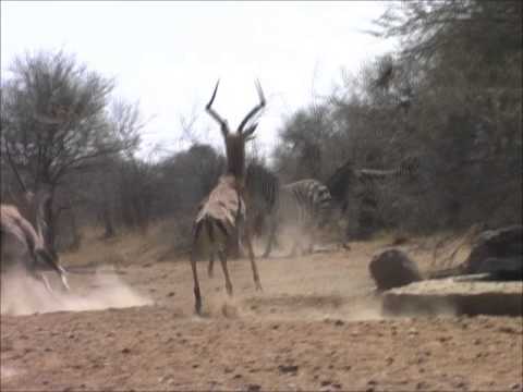 Impala at Dries Visser Safaris, August 2011