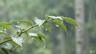 Chuva nas Folhas da Floresta 🌧 10 HORAS 🌧 Sons da Natureza para Relaxar