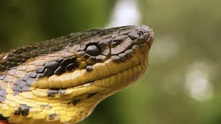 How a Wild Anaconda Strangles Prey | Deadly 60 | Earth Unplugged