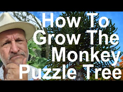 How To Grow and Plant The Monkey Puzzle Tree - Araucaria araucana