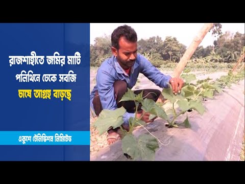 রাজশাহীতে জমির মাটি পলিথিনে ঢেকে সবজি চাষে আগ্রহ বাড়ছে | ETV News