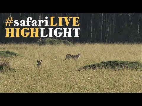 Löwen machen zwei Geparden Konkurrenz!