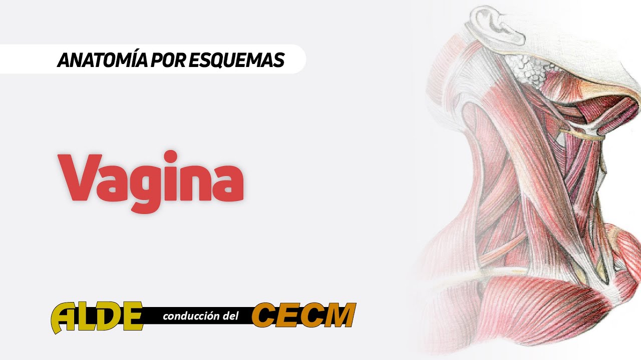 CURSO DE ANATOMÍA POR ESQUEMAS 2 AÑO: Vagina