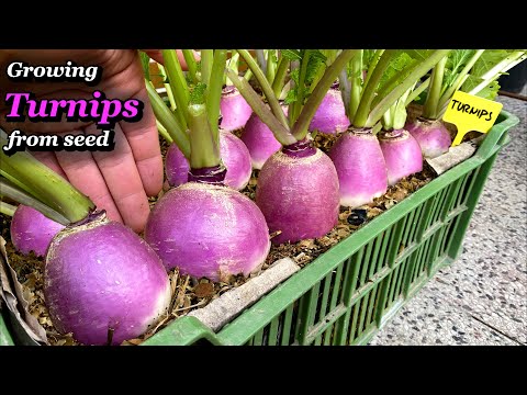 Growing Turnips from Seed to Harvest in Vegetable Box