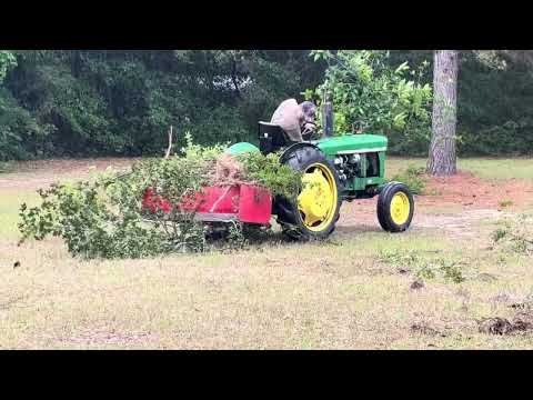 Pulling Crepe Myrtles
