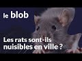 Versus | Les rats sont-ils nuisibles en ville ?
