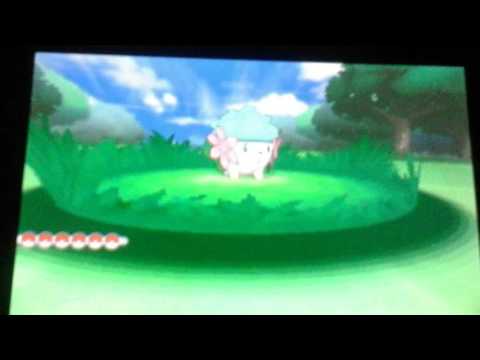 Squeakers the shiny shaymin Gotta Go Fast