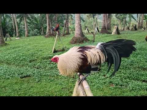 larry romero greys crosses