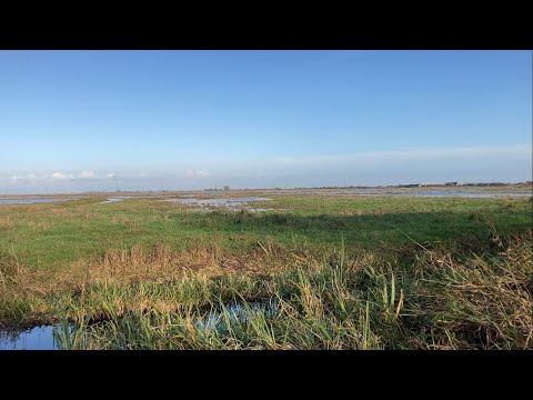 Spitfire Display out of the blue while birdwatching @ WWT Welney. A Merlin bird attached to a plane!