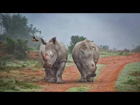 Musica di Gualtieri Marco : " Luce "