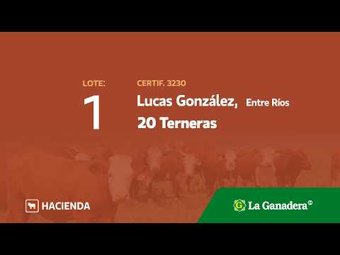 Lote Terneras Lucas González