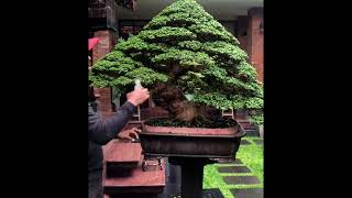 Download lagu Woowww...Koleksi bonsai Bpk. Agung Adi sangat istimewa 😍 mp3