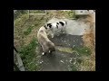 GANAS NYA KUCING KALO UDAH NGAMUK KOMPILASI KUCING BERKELAHI KUCING BERANTEM