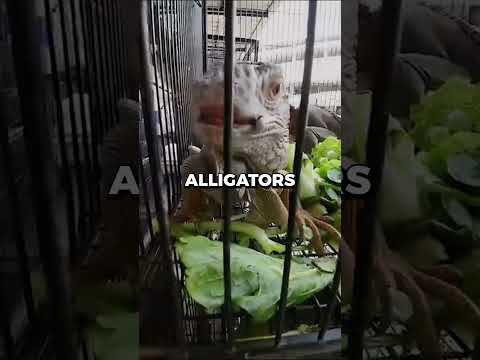 Buying $100 of ILLEGAL Animals From Bangkok Market 🦁 | #shorts #viral