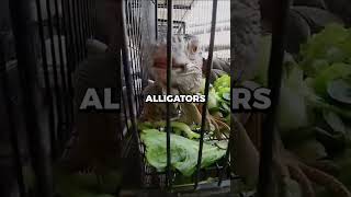 Download lagu Buying $100 of ILLEGAL Animals From Bangkok Market 🦁 | #shorts #viral mp3