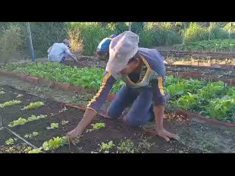 Campesinos de San Antonio del Sur comprometidos con la #producción de #alimentos