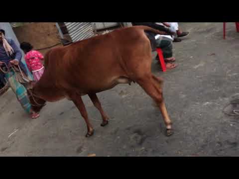 Patellar Fixation(439th) in 9months pregnant cow at borura,Cumilla .