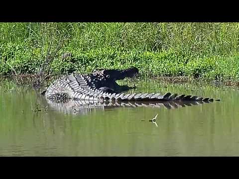Djuma: Crocodile - 16:05 - 02/26/20