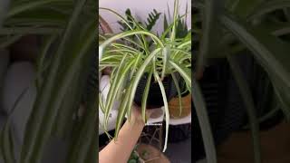 #shorts One of a few plants that thrive on a North facing window Spider Plant| low light plants
