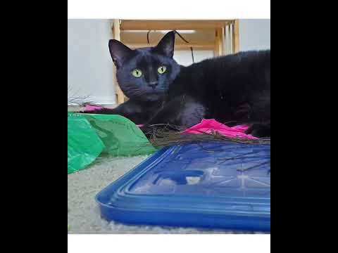 Crystal the Pet Nanny. LLC video.