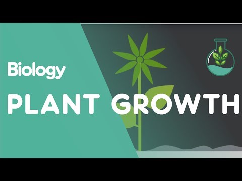 Plant Growth: Auxins and Gibberellins | Plants | Biology | FuseSchool