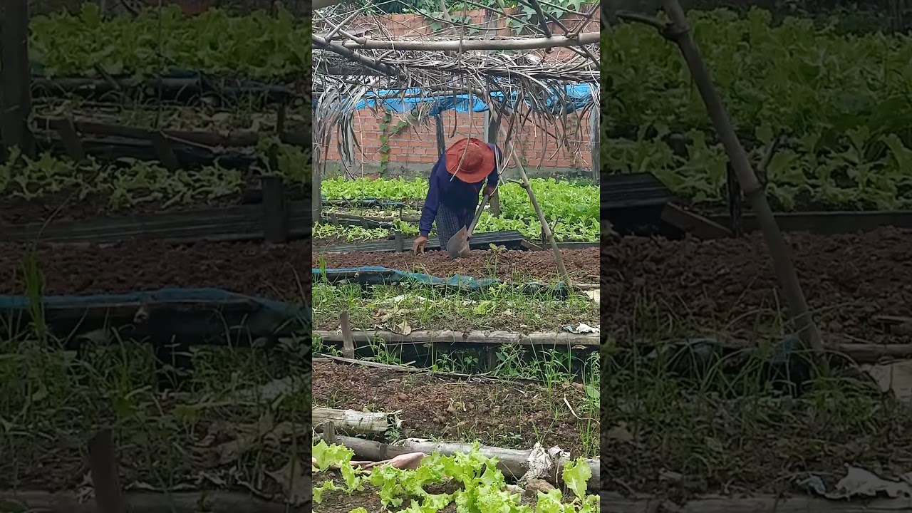 ការដាំដំណាំលើ រាន របស់កសិករ