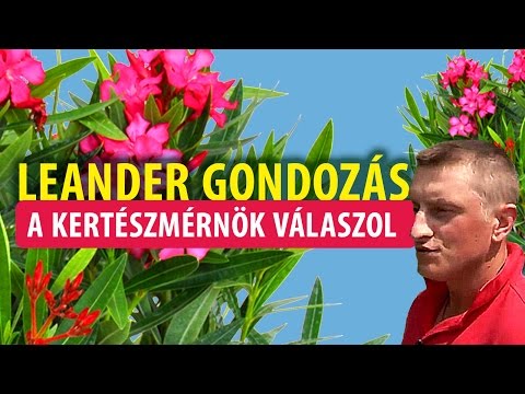 , title : 'A Leander gondozása - kertészet, Budapest'