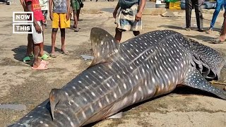 Download lagu Rare, Giant Whale Shark Caught in India #Shorts mp3