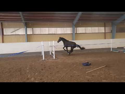 Vogue by Viscount x Cayado