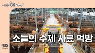 [나는농부다 315회] 소들의 수제 사료 먹방