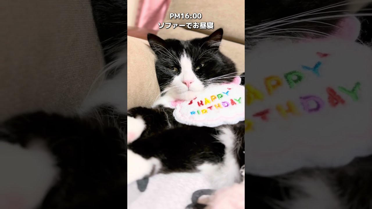 3歳のお誕生日の1日に密着📸🐱 #shorts #猫 #猫のいる暮らし