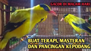 Download lagu KEPODANG EMAS GACOR DI MALAM HARI cocok buat TERAPI, MASTERAN DAN PANCINGAN KEPODANG AGAR BUNYI mp3