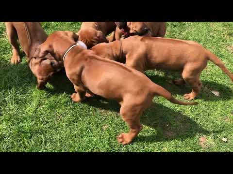 NASIBA - Manni‘s Schicksal