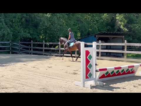 Emilia, Dutch Warmblood Mare For Sale