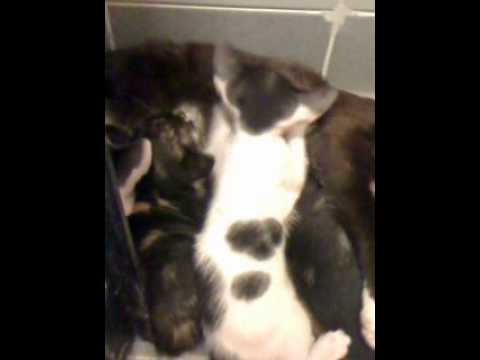 video_2012-04-23_mostafa cat kids at 1 month age