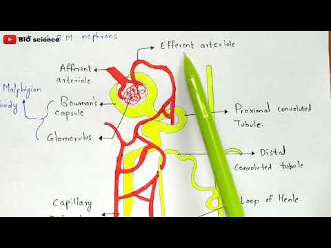 STRUCTURE OF HEART OF FROG BY PHANINDRA GUPTA
