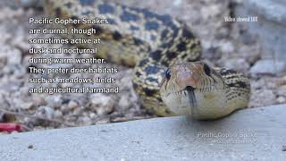 San Diego Gophersnake