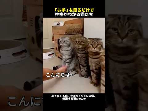 「お手」を見るだけで性格がわかる猫たち