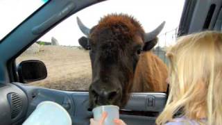 preview picture of video 'African Safari Park Port Clinton Ohio'