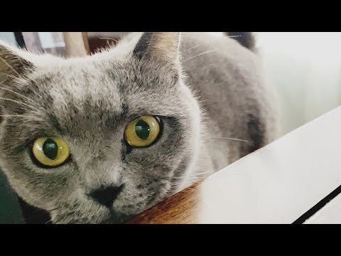 9 months after rescue cat adoption | British Shorthair