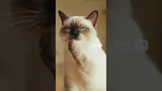 子猫が水の器に突っ込んだ→毛繕い中の先住猫が濡れる？【猫あるある】AIアニメ
