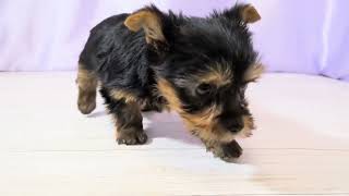 ヨークシャーテリアの動画01